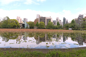 The beautiful natural scenery of Tokyo building, city scape view and natural tree and pond in Ueno park with reflection on the water surface. 