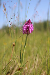 Wilde Orchidee, Fuchsia, Taubergiessen, Pyramiden-Hundswurz (Anacamptis pyramidalis)