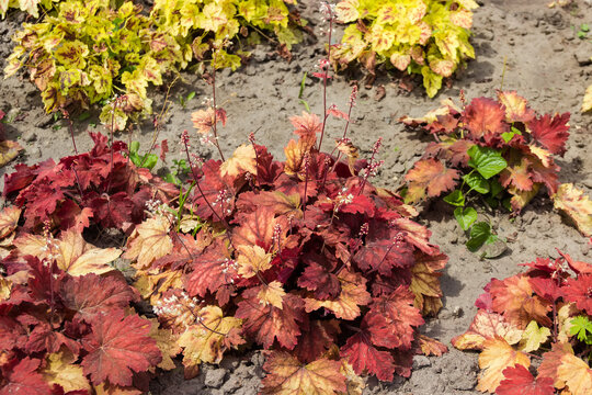 Flowering Heuchera with red brown leaves growing in garden