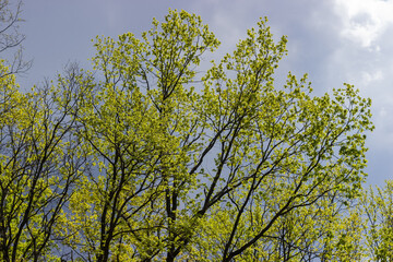 Background of trees branches with young leaves against the sky