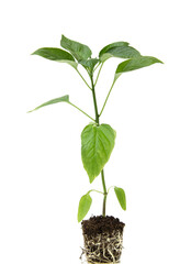 young plant of red pepper with roots on a white background