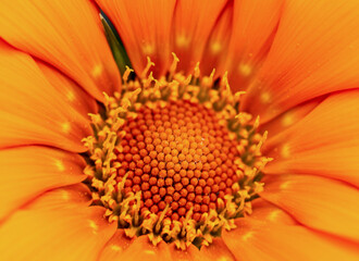 orange flower with pollen as background