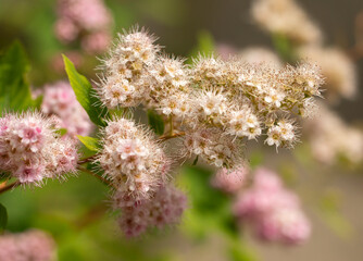 small flowers on a branch as a background