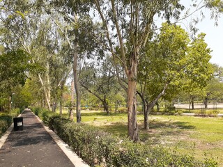 trees in the park