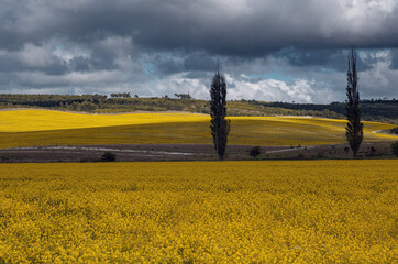 Field of rapeseed, canola or colza. rapeseed field and blue sky