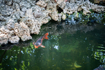 Swimming koi carp fish in pond