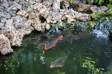 Swimming koi carp fish at nature.
