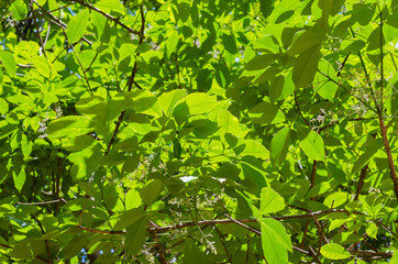 Fototapeta na wymiar Green Foliage of Para Rubber Tree with Sunlight.