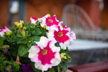 Flowers in a pot. Blurry background