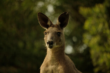 Eastern Grey Kangaroo Portrait