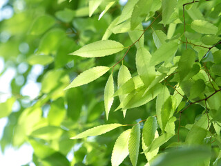 欅の葉 のストック写真 ロイヤリティフリーの画像 ベクター イラスト Adobe Stock