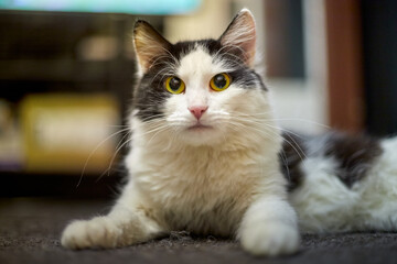 Cute young black and white cat in the room