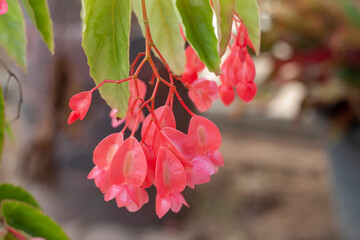 Fresh pink Dragon wing begonia flower bloom in the garden on blur nature background.