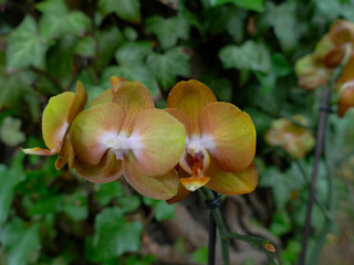 goldfarbige Doritaenopsis Orchidee