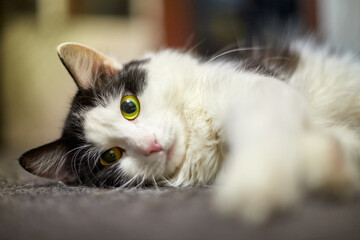 Cute young black and white cat in the room