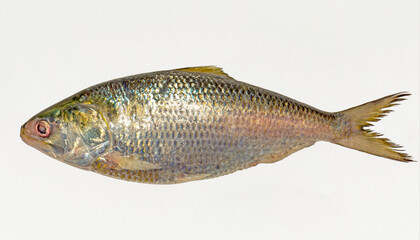 Fresh tenualosa ilisha or hilsa fish on white background.