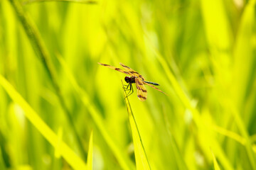 dragonfly on grass