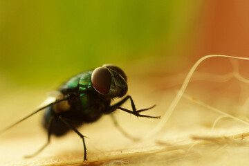 Close up of a Fly
