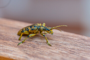 An oak pliers (Rhagium sycophanta) sits on a  brown wooden bench and enjoys the shade in summer