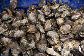 Fototapeta na wymiar Oysters in plastic tank for sale customer in local market seafood shop of Ban Bang Krachao fishing village at Samut Sakhon, Thailand
