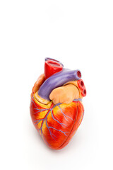 Human heart model isolated on white background