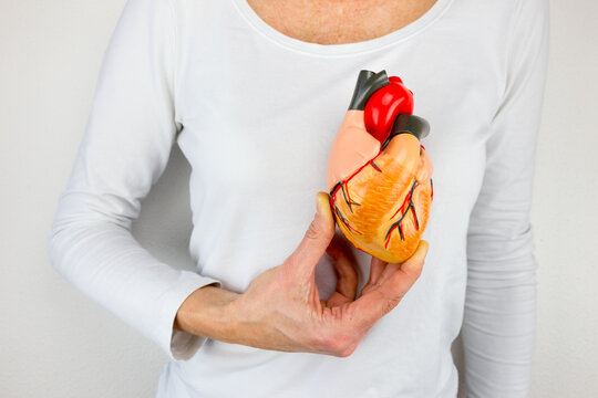 Person holding human heart model on white body