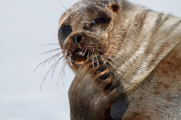 Ringed seal lying on the ice on Spitsbergen, Svalbard