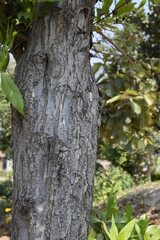 Close-up of brown tree bark texture and green Bokeh background, texture of tree trunks with some appearing blurred, Bark of tree, Selective focus.