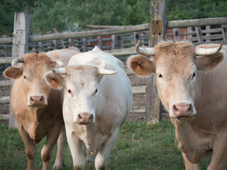 Three mountain meat cows staring at camera.