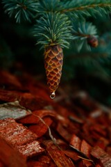 pine cone on a branch
