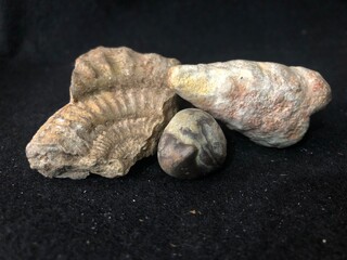 colección de minerales y fósiles