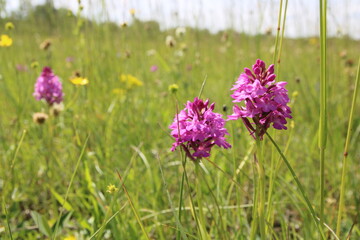 Wilde Orchidee, Fuchsia, Taubergiessen, Pyramiden-Hundswurz (Anacamptis pyramidalis)