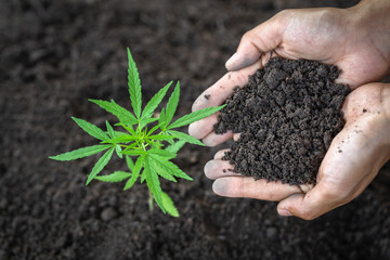 A small plant of cannabis seedlings at the stage of vegetation planted in the ground.