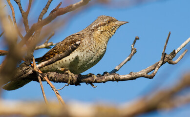 Eurasian wryneck, Jynx torquilla. A bird sits on a branch. The evening sun beautifully illuminates the model