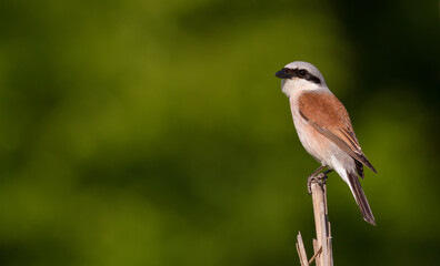 Red-backed shrike, Lanius collurio. Adult male sits on a broken stalk of reed near the river