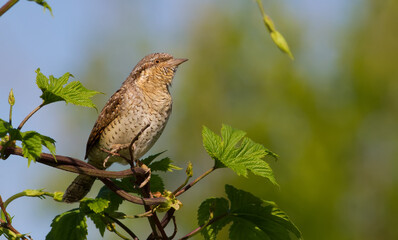 Eurasian wryneck, Jynx torquilla. A bird sits on a branch of a bush. The evening sun beautifully illuminates the model