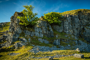 Trees growing on the face of an abandoned limestone quarry on the Black Mountain in the Brecon Beacons.