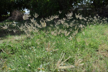 Chloris virgata - A species of grass known by the common names feather fingergrass feathery Rhodes-grass and feather windmillgrass