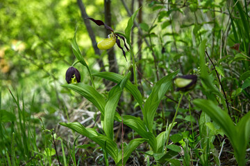 W maju na murawach zakwita  Obuwik pospolity (Cypripedium calceolus L.) – gatunek rośliny z rodziny storczykowatych  © JDziedzic