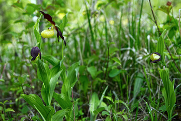 W maju na murawach zakwita  Obuwik pospolity (Cypripedium calceolus L.) – gatunek rośliny z rodziny storczykowatych 