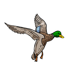 vector sketch wild bird