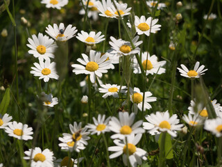 Fototapeta premium Close up of meadow full of daisies in spring.