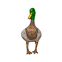 vector sketch wild bird