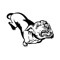 Obraz premium Angry Pit Bull or Pitbull Barking Retro Black and White