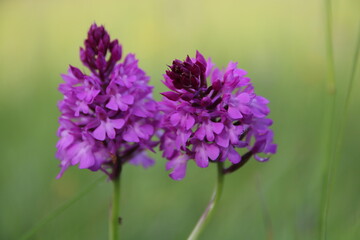 Orchidee wild, Taubergiessen, Pyramiden-Hundswurz (Anacamptis pyramidalis)
