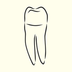 Hand-drawn black lines sketch molar, illustration, design brochures for dentistry, medical manuals, books or packaging, isolated vector . human tooth, vector sketch illustration