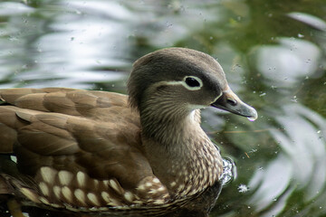 kaczka © Henryk Olszewski
