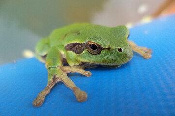 Green frog