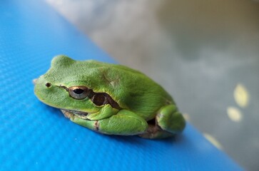 Green frog