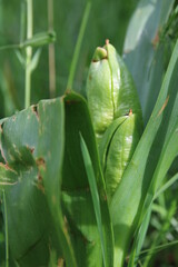 Orchideenbl&uuml;te, Taubergie&szlig;en